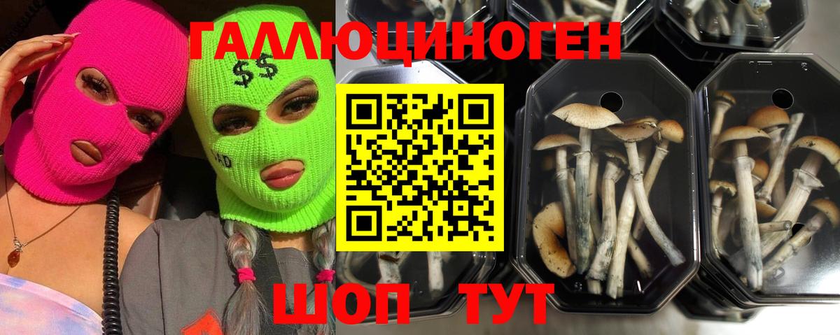 как найти наркотики  Псилоцибиновые грибы Cubensis  Вход с VPN  Гагарин 